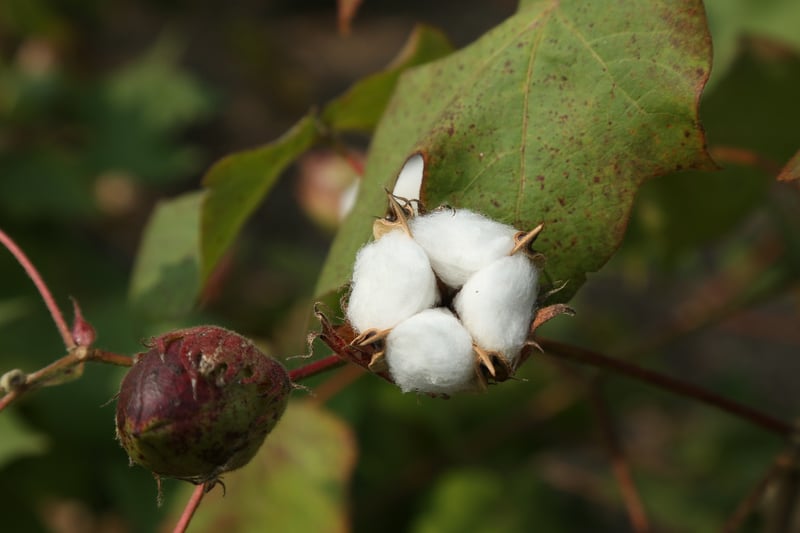 Organic Cotton T-shirts